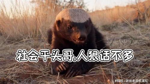 亚洲平头哥视频 亚洲平头哥视频